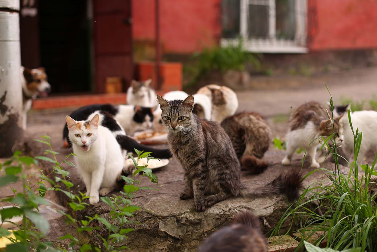 Herding Cats: Getting Volunteers Where and When They Need to Be